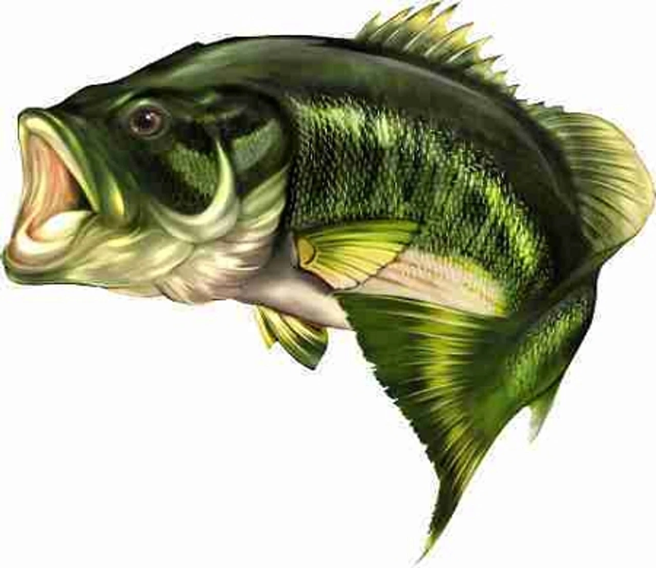 Bass Cornhole Decal 3 Bass Cornhole Decal